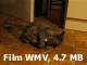 kliknij żeby odtworzyć (Film WMV 4.7 MB)